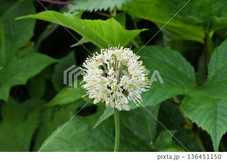 信州栂池自然園の湿原で見た修験者の行者が食べた白色の花の球状の花序が綺麗なギョウジャニンニク 136451150