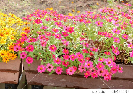 爽やか　ジニアの花 136451195