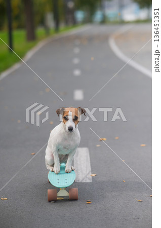 A Jack Russell Terrier rides a penny board in an autumn park. A Jack Russell Terrier rides a penny board in an autumn park. 136451351