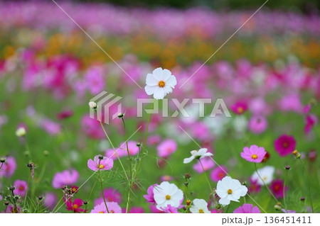 爽やか コスモスの花 爽やか コスモスの花 136451411