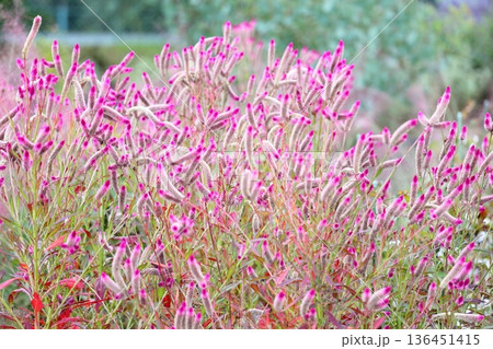 可愛い ノゲイトウの花 可愛い ノゲイトウの花 136451415