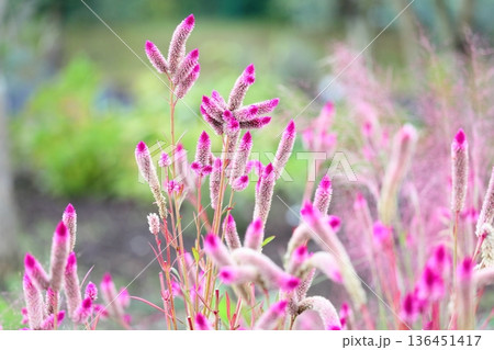 可愛い　ノゲイトウの花 136451417