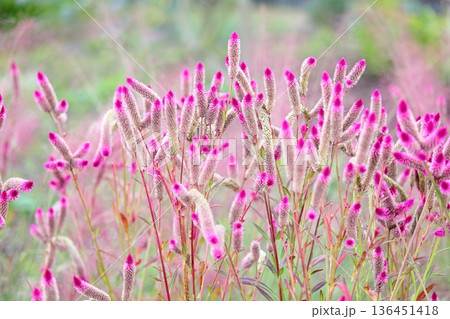 可愛い　ノゲイトウの花 136451418