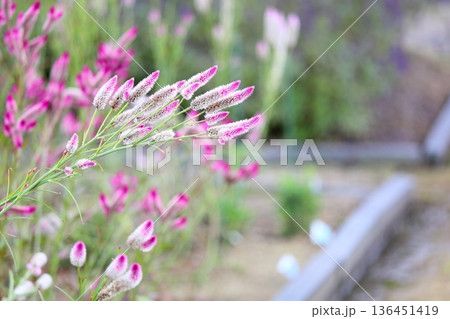 可愛い　ノゲイトウの花 136451419