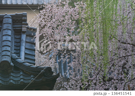 生け花発祥地の京都市中京区紫雲山頂法寺通称六角堂の桜を撮影 生け花発祥地の京都市中京区紫雲山頂法寺通称六角堂の桜を撮影 136451541