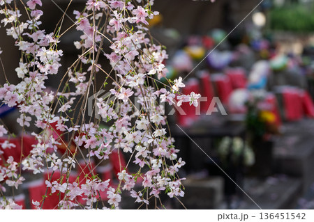 生け花発祥地の京都市中京区紫雲山頂法寺通称六角堂の桜を撮影 136451542