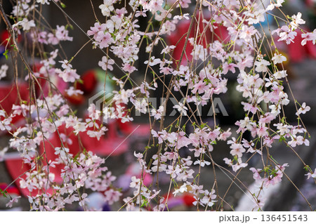 生け花発祥地の京都市中京区紫雲山頂法寺通称六角堂の桜を撮影 生け花発祥地の京都市中京区紫雲山頂法寺通称六角堂の桜を撮影 136451543