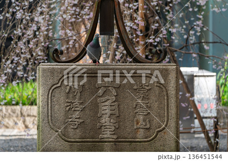 生け花発祥地の京都市中京区紫雲山頂法寺通称六角堂の桜を撮影 136451544