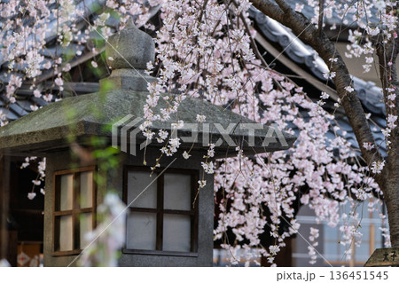 生け花発祥地の京都市中京区紫雲山頂法寺通称六角堂の桜を撮影 136451545