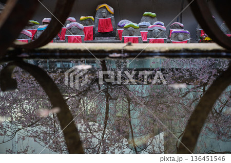 生け花発祥地の京都市中京区紫雲山頂法寺通称六角堂の桜を撮影 136451546