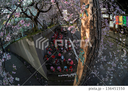 生け花発祥地の京都市中京区紫雲山頂法寺通称六角堂の桜を撮影 生け花発祥地の京都市中京区紫雲山頂法寺通称六角堂の桜を撮影 136451550