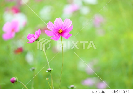可愛い　コスモスの花 136451576