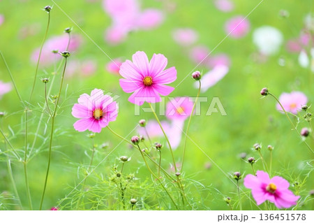可愛い コスモスの花 可愛い コスモスの花 136451578