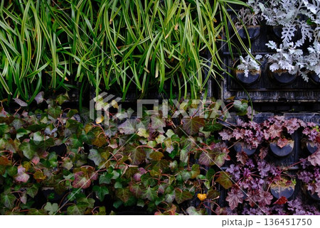 都会の中の植物のカラーパレット、都市緑化・壁面緑化のイメージ 136451750