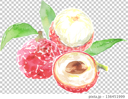 荔枝水彩插畫向量圖 136451999