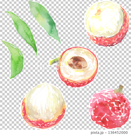 ライチの水彩イラスト　ベクター 136452000