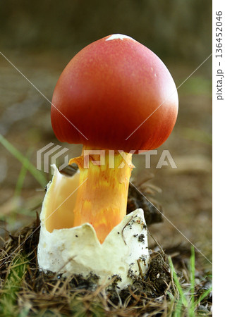 赤いキノコ 136452046