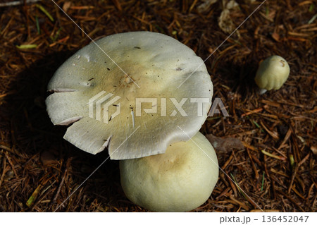 白いキノコ 136452047