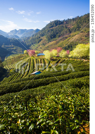 Landscape of Tea plantation 2000 has the form of steps with sunrise at Doi Ang Khang in Chiang Mai, THAILAND Landscape of Tea plantation 2000 has the form of steps with sunrise at Doi Ang Khang in Chiang Mai, THAILAND 136452090