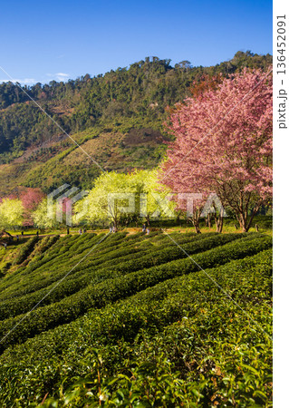 Landscape of Tea plantation 2000 has the form of steps with sunrise at Doi Ang Khang in Chiang Mai, THAILAND 136452091