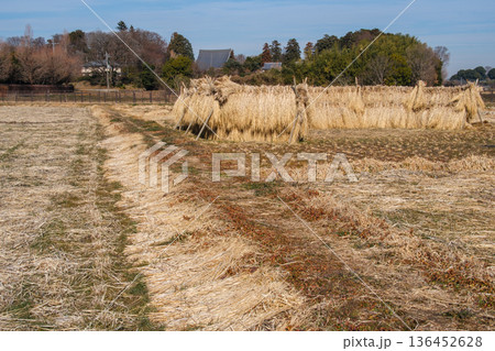 田んぼの畦 136452628