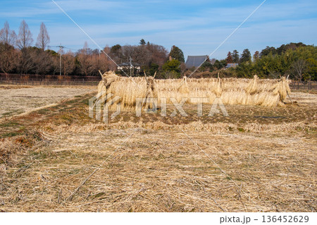 田んぼの藁 田んぼの藁 136452629