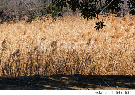 すすきとシルエット 136452630