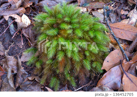 ヒノキゴケの仲間　屋久島国立公園(冬 136452705