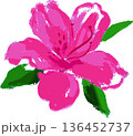 アザレアのイラスト　水彩・油彩風のタッチ　春のイメージ 136452737