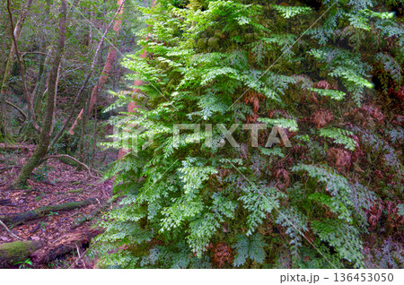 ハネゴケの仲間 屋久島国立公園(冬 ハネゴケの仲間 屋久島国立公園(冬 136453050