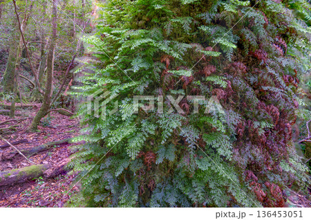 ハネゴケの仲間　屋久島国立公園(冬 136453051