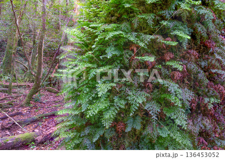 ハネゴケの仲間　屋久島国立公園(冬 136453052
