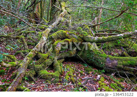 苔が日本一きれいな森　屋久島国立公園(冬 136453122