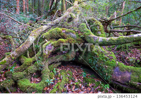 苔が日本一きれいな森　屋久島国立公園(冬 136453124