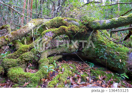 苔が日本一きれいな森　屋久島国立公園(冬 136453125