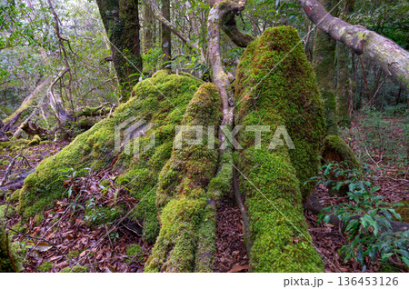 苔が日本一きれいな森　屋久島国立公園(冬 136453126