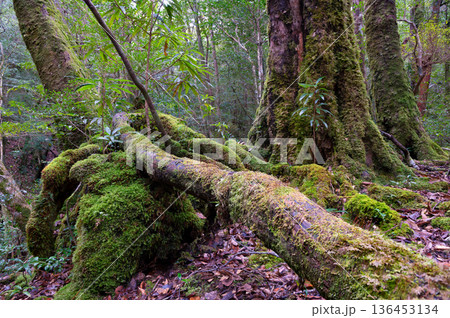 苔が日本一きれいな森　屋久島国立公園(冬 136453134