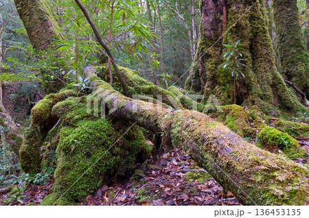 苔が日本一きれいな森　屋久島国立公園(冬 136453135