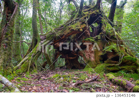 苔が日本一きれいな森　屋久島国立公園(冬 136453146