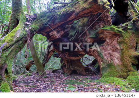 苔が日本一きれいな森　屋久島国立公園(冬 136453147