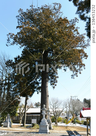 【多古町「松崎神社(坂東稲荷宮)」御神木の巨杉】 136453232
