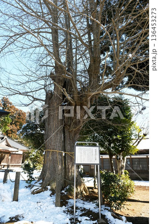 【多古町 多古町指定天然記念物「松崎神社(坂東稲荷宮)」逆さ公孫樹(銀杏)】 【多古町 多古町指定天然記念物「松崎神社(坂東稲荷宮)」逆さ公孫樹(銀杏)】 136453273