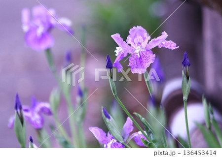春の美しいアヤメの花 春の美しいアヤメの花 136453414
