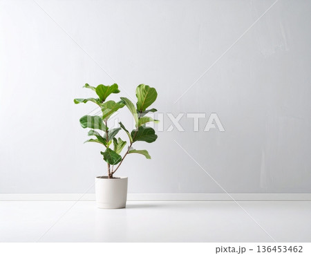 A cute Fiddle-leaf fig plant in front of the wall 136453462