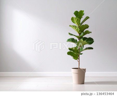A cute Fiddle-leaf fig plant in front of the wall A cute Fiddle-leaf fig plant in front of the wall 136453464