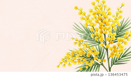 淡い水彩風の可愛いミモザの花イラスト｜春の感謝・国際女性デー 136453475