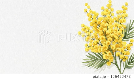淡い水彩風の可愛いミモザの花イラスト｜春の感謝・国際女性デー 136453478