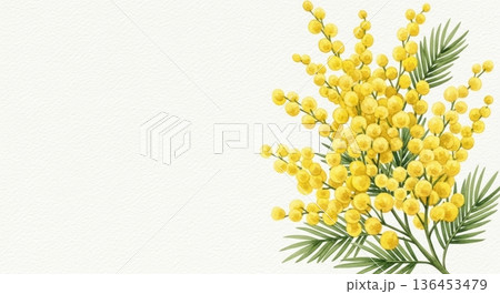 淡い水彩風の可愛いミモザの花イラスト|春の感謝・国際女性デー 淡い水彩風の可愛いミモザの花イラスト|春の感謝・国際女性デー 136453479