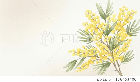 淡い水彩風の可愛いミモザの花イラスト|春の感謝・国際女性デー 淡い水彩風の可愛いミモザの花イラスト|春の感謝・国際女性デー 136453480
