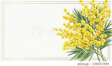 淡い水彩風の可愛いミモザの花イラスト｜春の感謝・国際女性デー 136453494